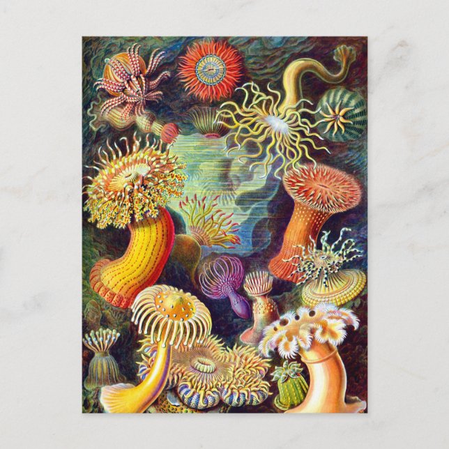 Postal Sea Anemones Ernst Haeckel Bella Artes (Anverso)
