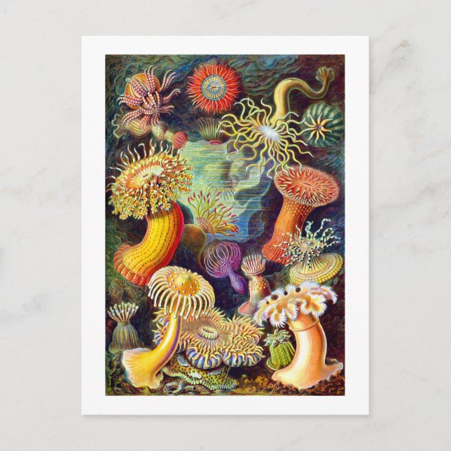 Postal Sea Anemones Ernst Haeckel Bella Artes (Anverso)