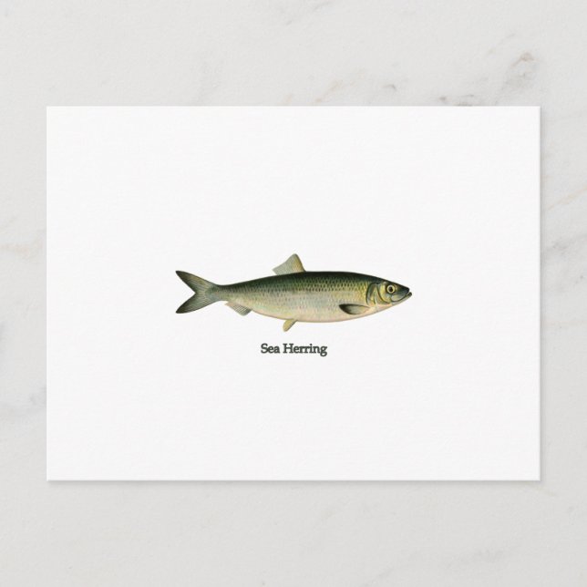 Postal Sea Herring (Anverso)