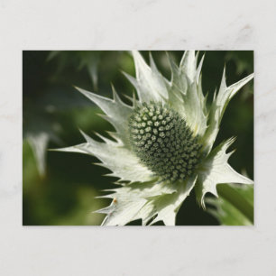 Postal Sea Holly