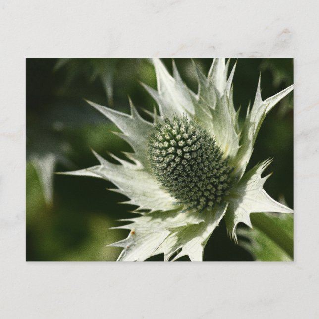 Postal Sea Holly (Anverso)