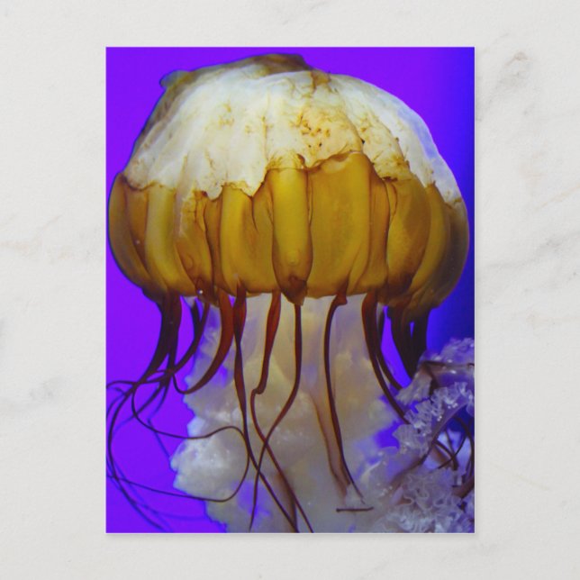 Postal Sea Jellies (Anverso)