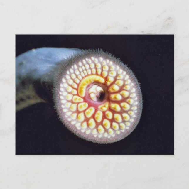 Postal Sea Lamprey (Anverso)