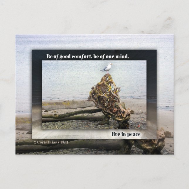 Postal Sea of One Mind Seagull (Anverso)
