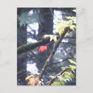 Postal Sea usted mismo