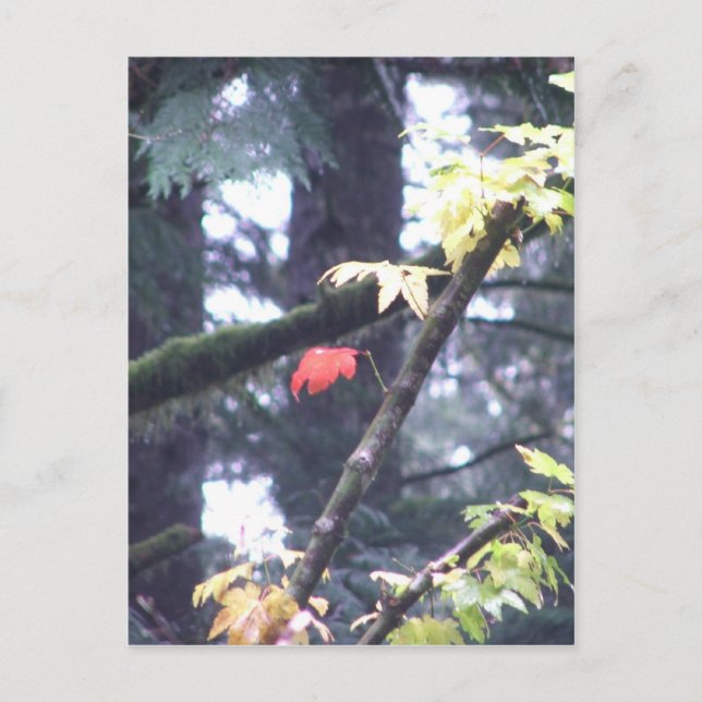 Postal Sea usted mismo (Anverso)