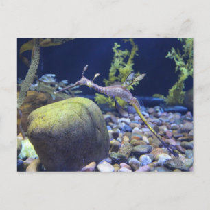 Postal Seadragon Weedy # 1