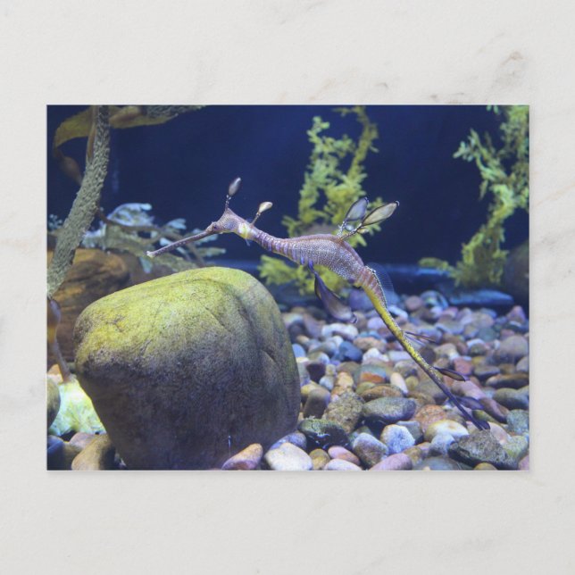 Postal Seadragon Weedy # 1 (Anverso)