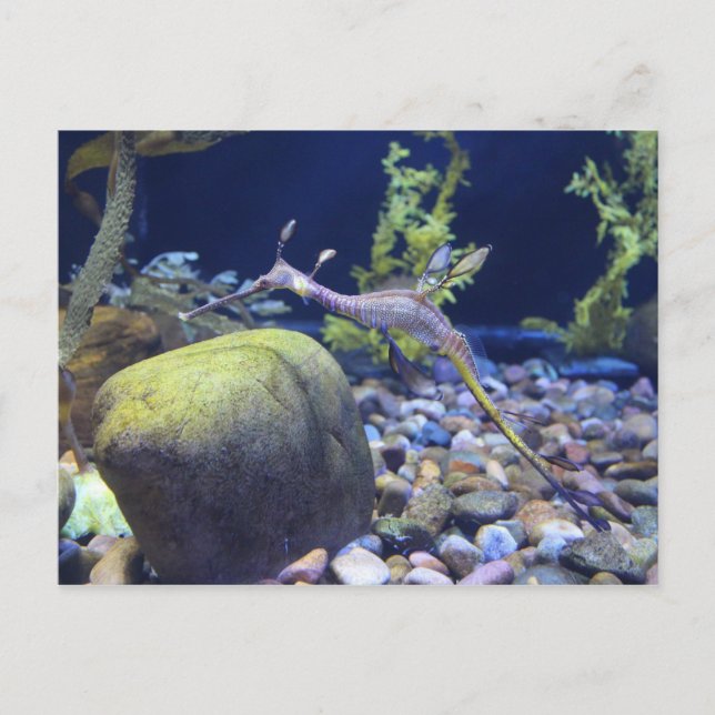 Postal Seadragon Weedy # 2 (Anverso)