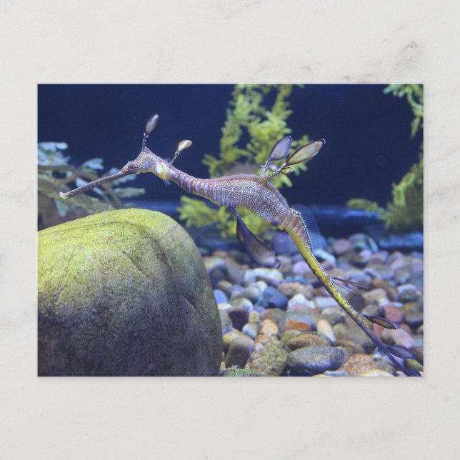 Postal Seadragon Weedy # 3 (Anverso)