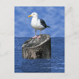POSTAL SEAGULL
