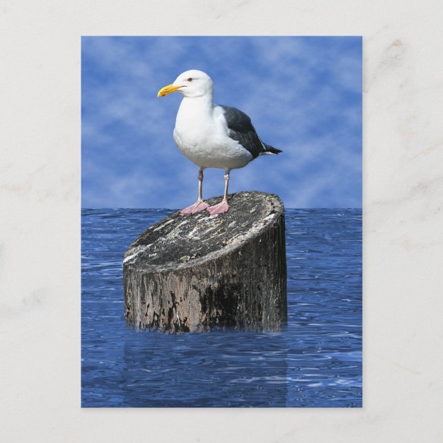 POSTAL SEAGULL (Anverso)
