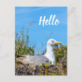 Postal Seagull Bird Hello