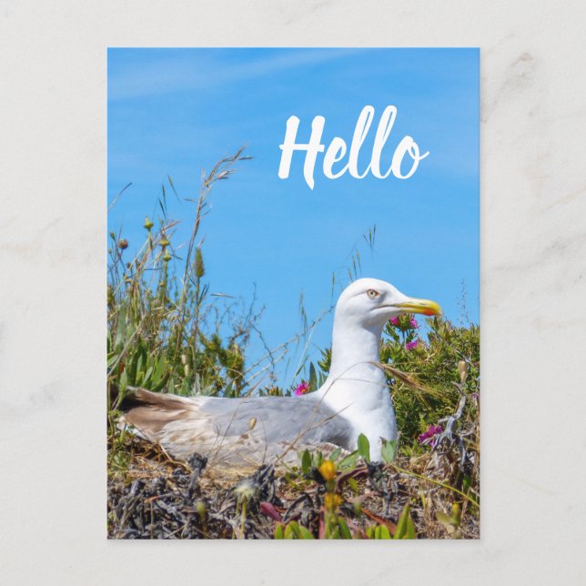 Postal Seagull Bird Hello (Anverso)