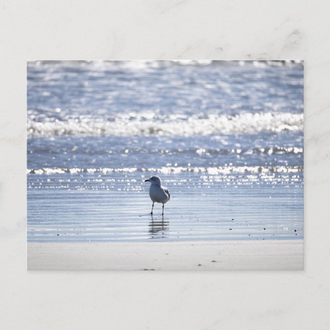 Postal Seagull in Ocean Postcard (Anverso)