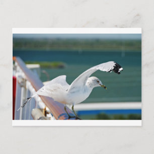 Postal Seagull.JPG