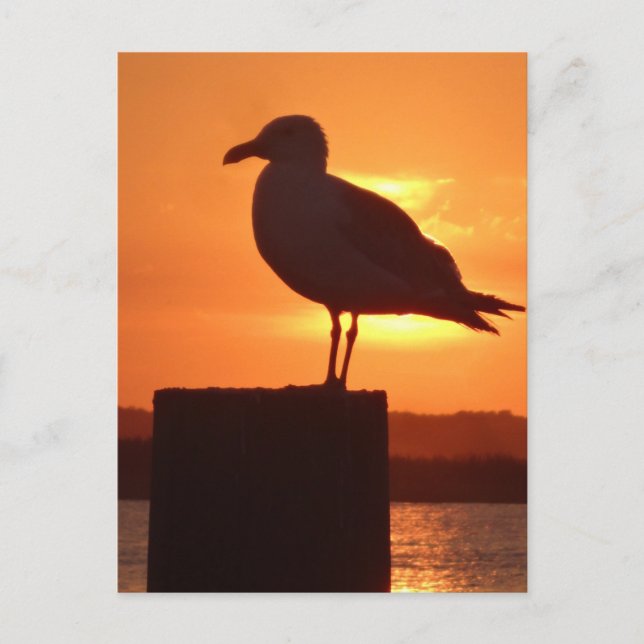 Postal Seagull Sunset (Anverso)