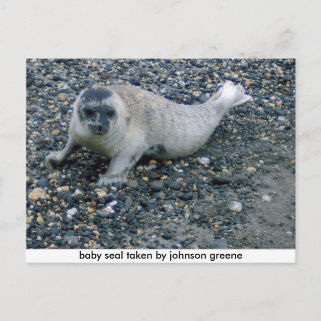 Postal SEAL (2), sello de bebé tomado por johnson greene (Anverso)