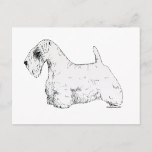 Postal Sealyham Terrier