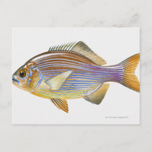 Postal Seaperca rayada