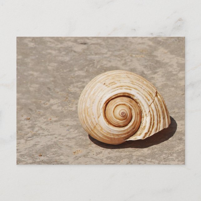 Postal SeaShell (Anverso)