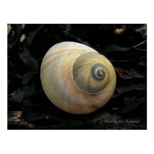Postal Seashell del caracol de mar de la luna, isla de