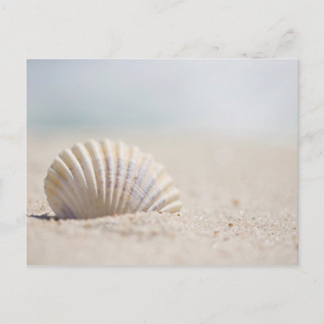 Postal Seashell del molusco (Anverso)
