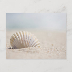 Postal Seashell del molusco