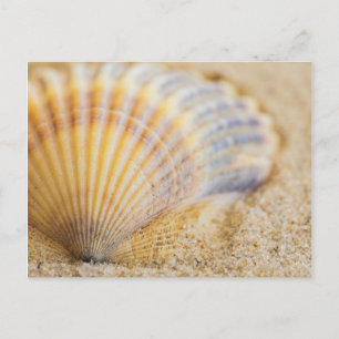 Postal Seashell dulce