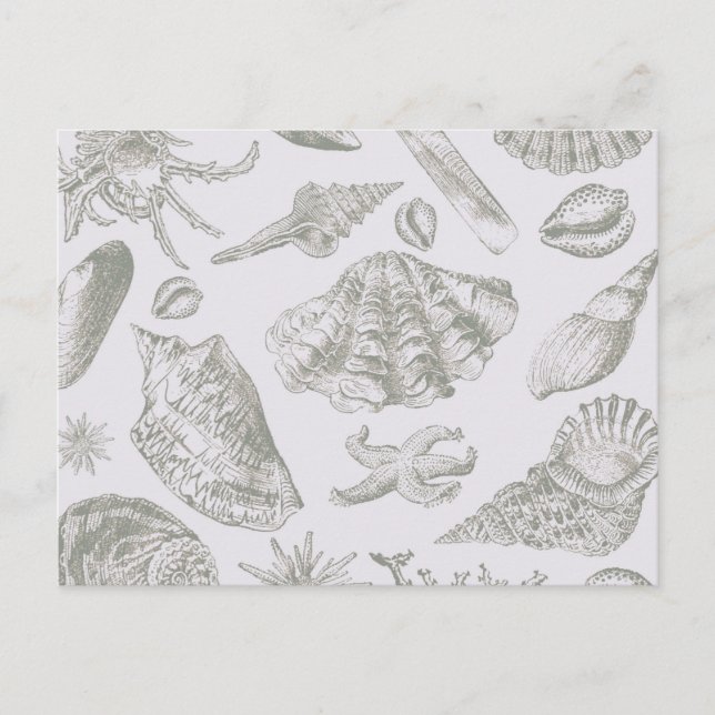 Postal Seashell Soft Antique Art Beach Shells (Anverso)