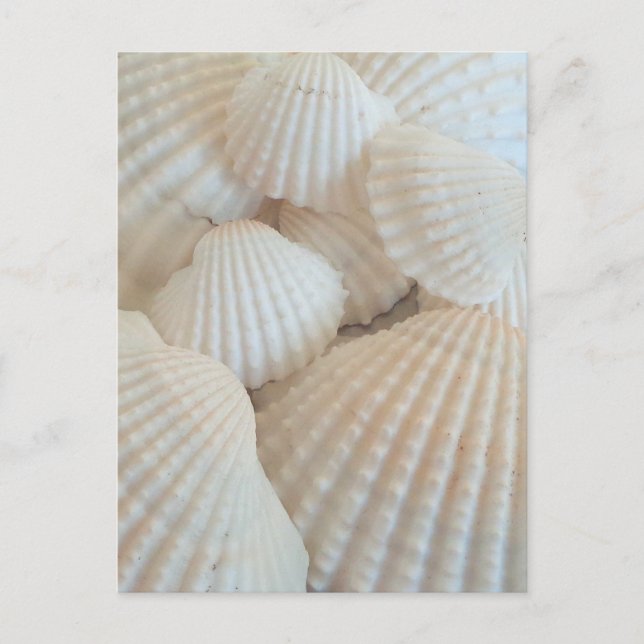 Postal Seashells blancos soleados, playa del verano (Anverso)