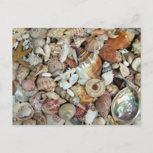 Postal Seashells Galore