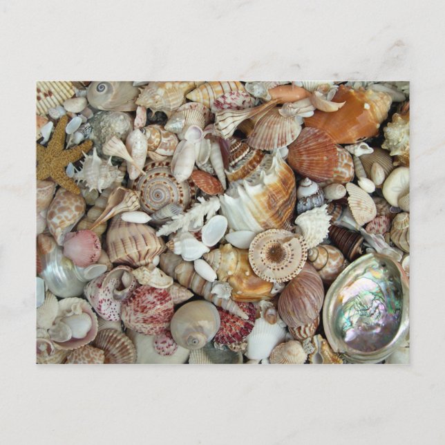 Postal Seashells Galore (Anverso)