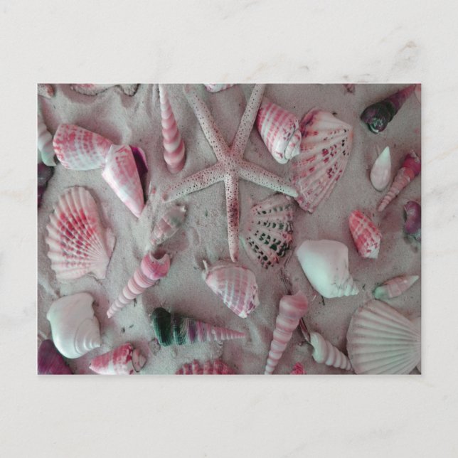 Postal Seashells hermosos (Anverso)