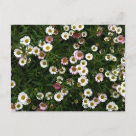 Postal Seaside Daisies