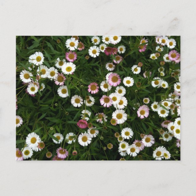 Postal Seaside Daisies (Anverso)