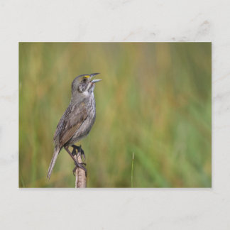 Postal Seaside Sparrow