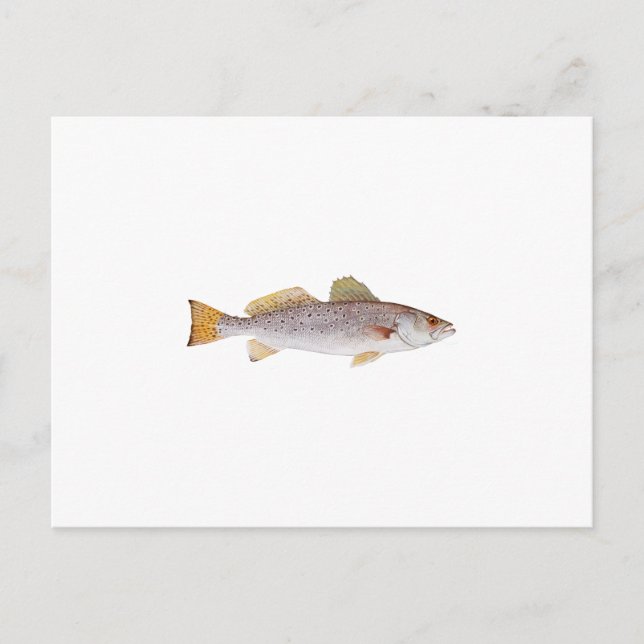 Postal Seatrout (Anverso)