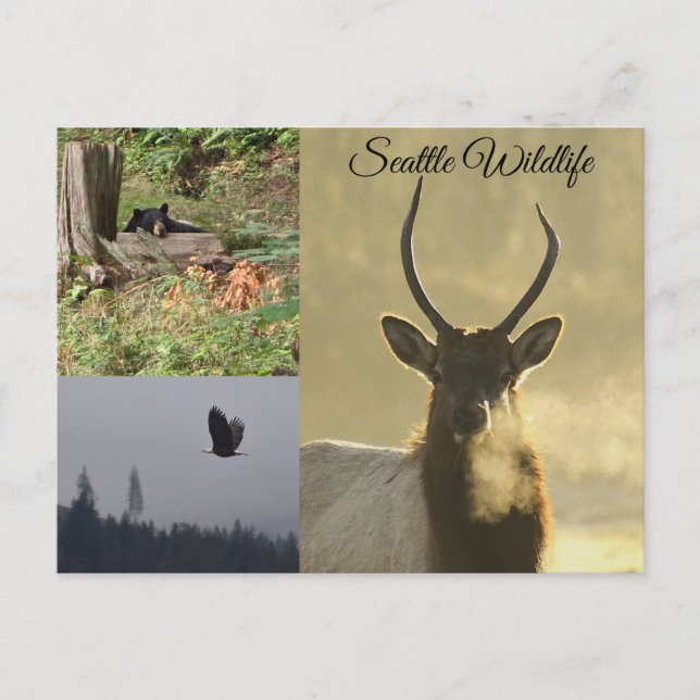 Postal Seattle Wildlife (Anverso)