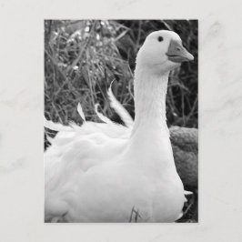 Postal Sebastopol Goose