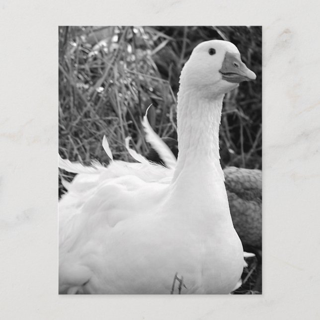 Postal Sebastopol Goose (Anverso)