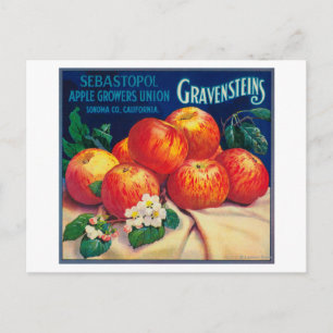 Postal Sebastopol Gravensteins Apple LabelSonoma, CA