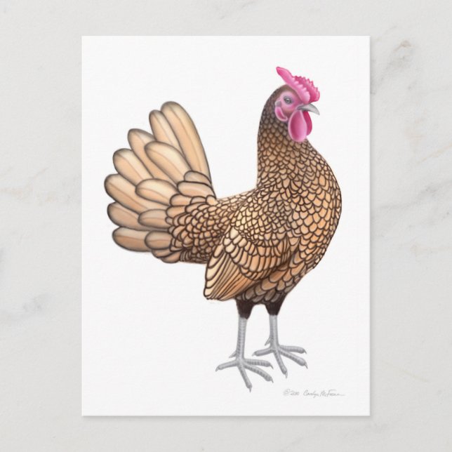 Postal Sebright Bantam Rooster Postcard (Anverso)
