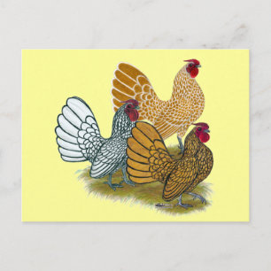 Postal Sebright Rooster Assortment