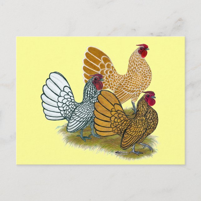 Postal Sebright Rooster Assortment (Anverso)