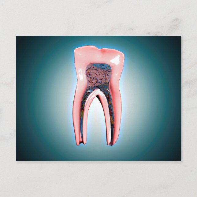 Postal Sección Cruzada De Un Diente Humano (Anverso)