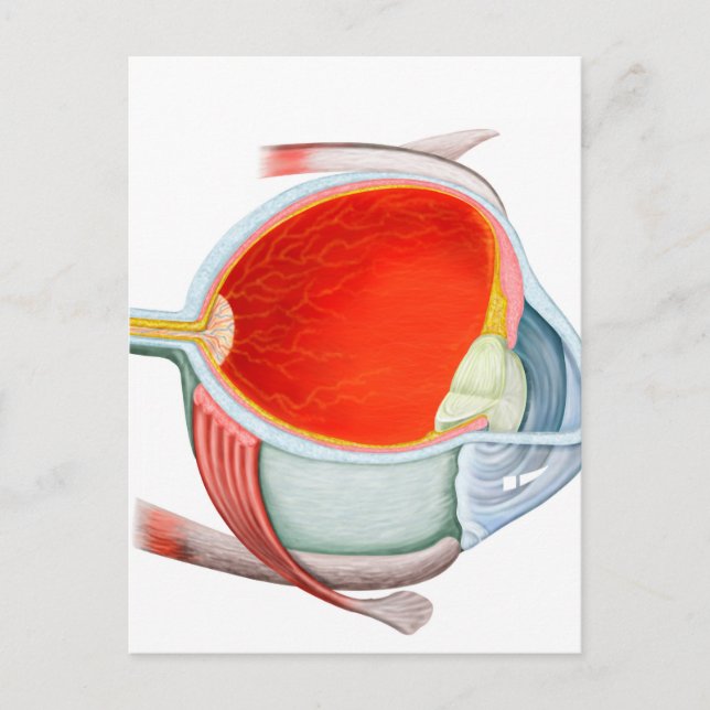 Postal Sección Cruzada Del Ojo Humano (Anverso)