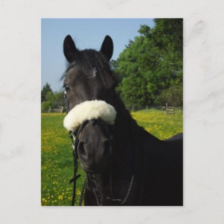 Postal Sección D de galés