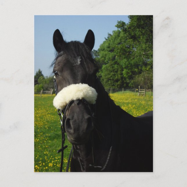 Postal Sección D de galés (Anverso)