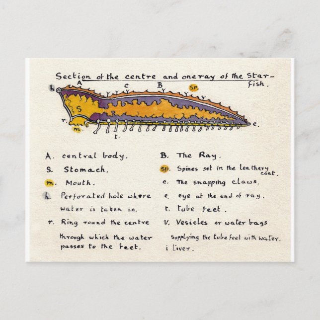 Postal Sección de cruz de pez estrella (Anverso)